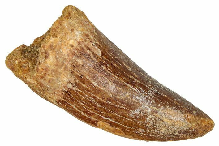 Serrated, Carcharodontosaurus Tooth - Real Dinosaur Tooth #341302